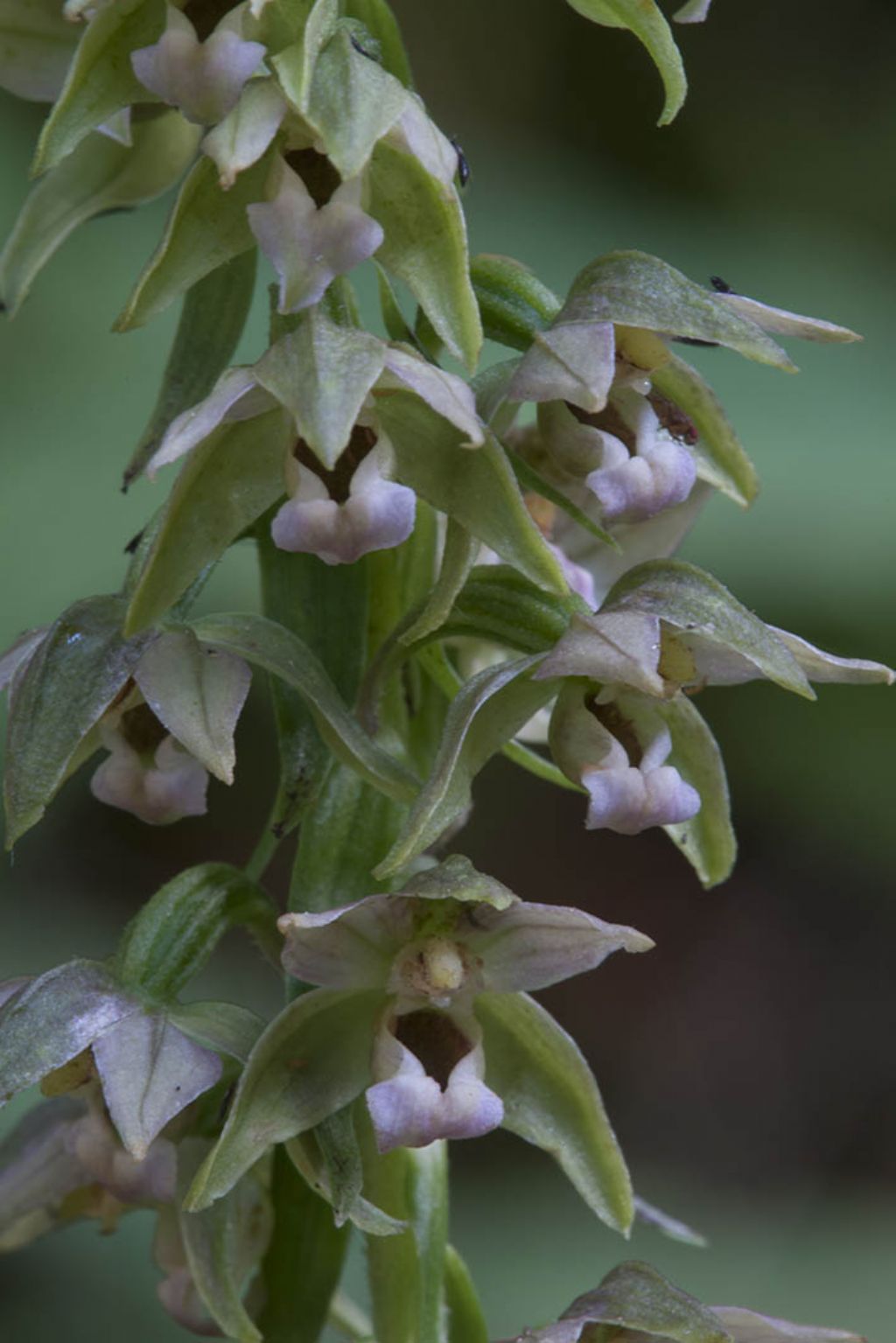 Epipactis helleborine da ID